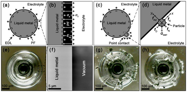 图3 金属液滴与固体金属颗粒发生点接触后界面电场出现极化的原理和现象