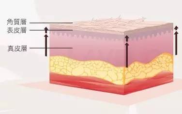 角质层位于表皮最上层